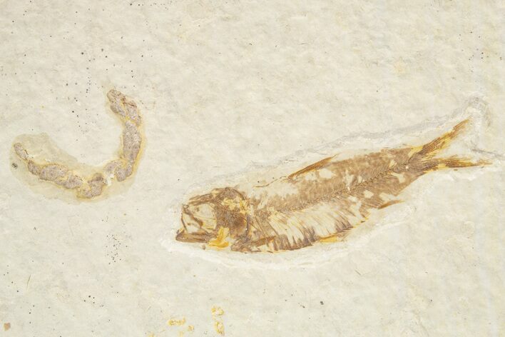 Detailed Fossil Fish (Knightia) - Wyoming #318536